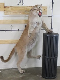 Lifesize Mountain Lion *No Base TAXIDERMY