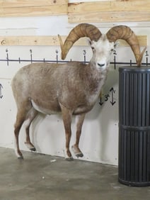 Really Nice Lifesize Stone Sheep W/Huge Repro Horns *No base TAXIDERMY