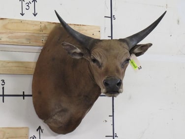 Banteng Sh Mt TAXIDERMY