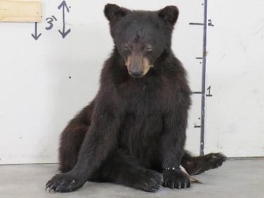 Super Cute Lifesize Free Sitting Black Bear TAXIDERMY