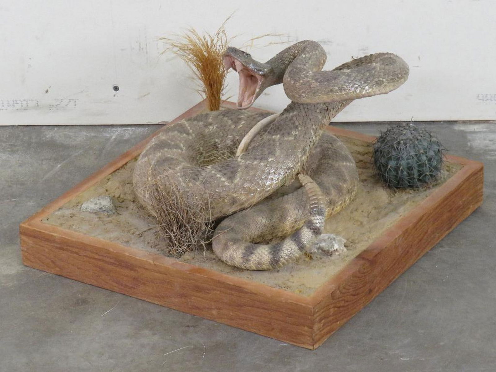 Big (6'L) Western Diamondback Rattlesnake w/3" Rattle on Base TAXIDERMY: Snake is removable, base 18"x18"
