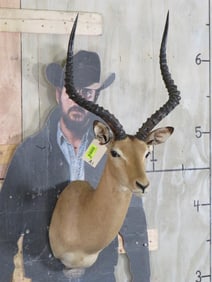 XL Impala Sh Mt TAXIDERMY