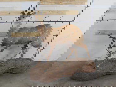 Very Nice Lifesize Bushbuck on Base TAXIDERMY