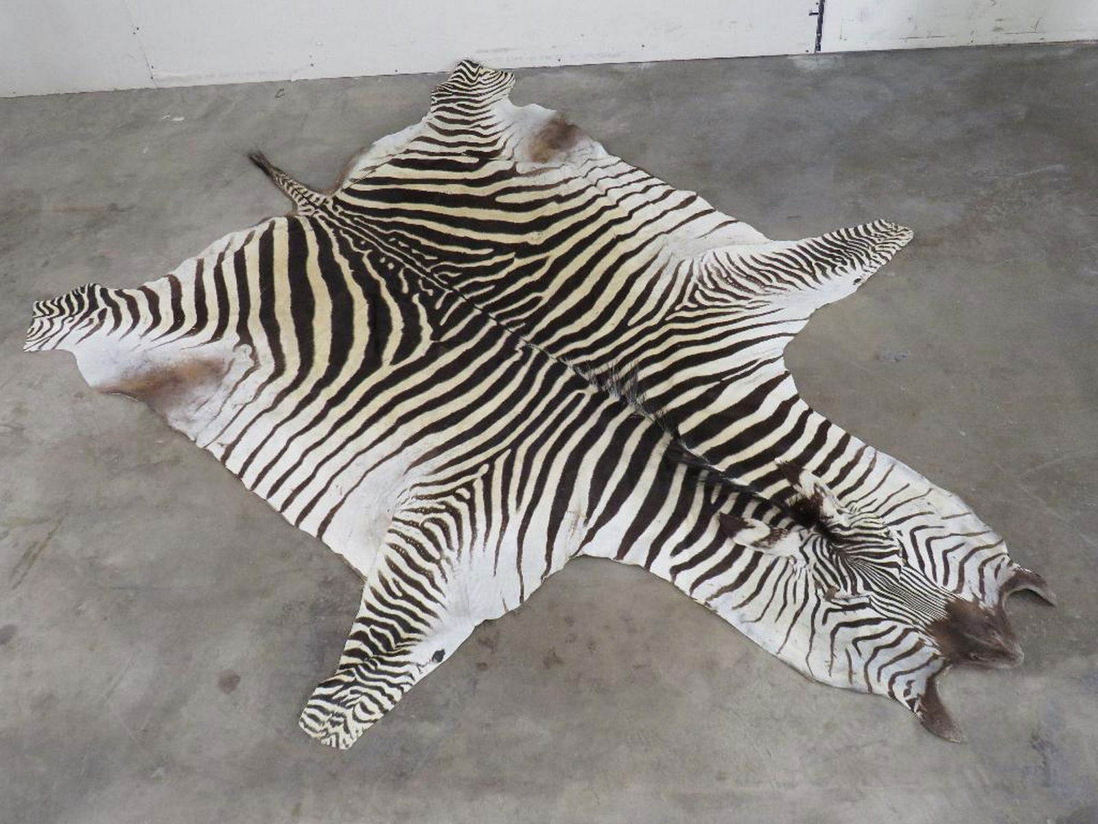 Zebra Hide TAXIDERMY (1 of 13)