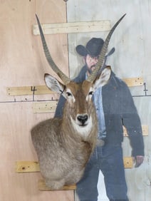 Nice/Newer Waterbuck Wall Ped TAXIDERMY