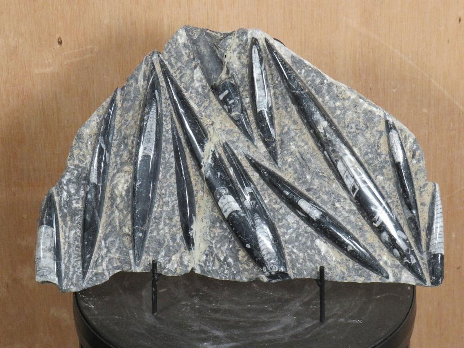 Authentic Orthoceras Fossil Plated(Polished) w/Stand ROCKS&MINERALS: Plate has previous repairs, sea bed matrix Approx 400m years old 7.4lbs