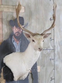 White Fallow Wall Ped TAXIDERMY