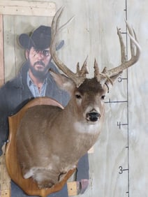 Nice 15 Pt Whitetail Sh Mt on Plaque TAXIDERMY