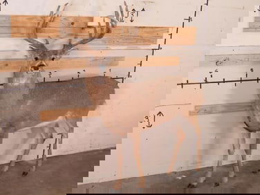 XXL Heavy Lifesize Whitetail w/25.5" Spread & 12Pts *No base TAXIDERMY