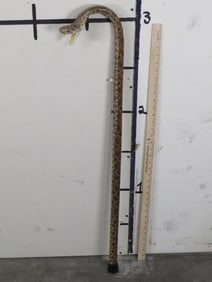 Very Nice/New Western Diamondback Rattlesnake Wrapped Cane w/Mounted Head & Big Fangs TAXIDERMY