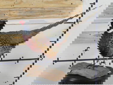 Lifesize Pheasant on Branch Base TAXIDERMY