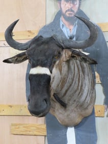 *RARE* Nyasaland Wildebeest Newer Sh Mt TAXIDERMY