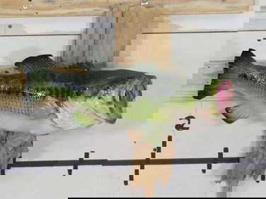 Nice Real Skin Bass on Natural Wood TAXIDERMY