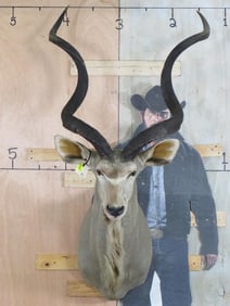 XL Kudu Sh Mt TAXIDERMY