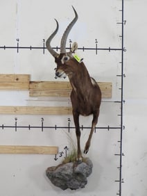 1/2 Body Lechwe TAXIDERMY