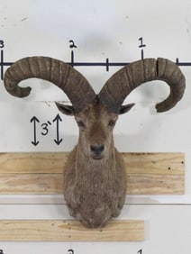 East Caucasian Tur Sh Mt TAXIDERMY