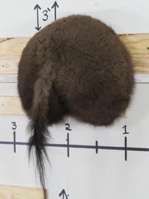 Buffalo/Bison Sh Mt TAXIDERMY