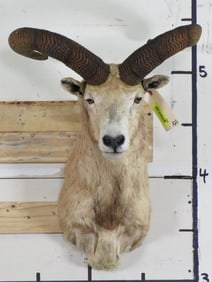 TAXIDERMY