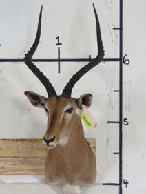 Impala Sh Mt TAXIDERMY
