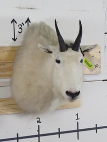 Mountain Goat Sh Mt TAXIDERMY