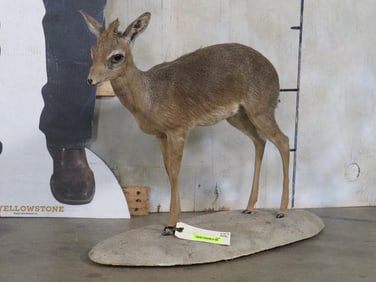 Lifesize Dik Dik on Base TAXIDERMY
