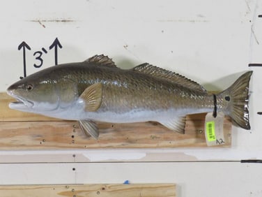 Nice Redfish Mt TAXIDERMY