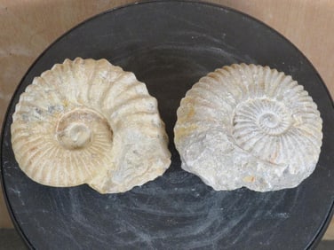 2 Ammonite Fossils, Ammonoidea-between 65-308 Million Years Old ROCKS&MINERALS