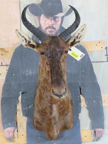 Tsessebe Sh Mt TAXIDERMY