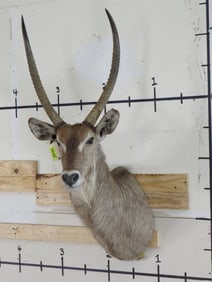 Waterbuck Sh Mt w/Removable Horns TAXIDERMY