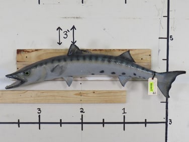 Vintage Real Skin Berracuda Fish Mt TAXIDERMY