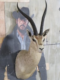 Grant's Gazelle Sh Mt TAXIDERMY