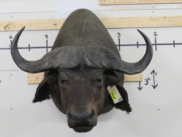 Cape Buffalo Sh Mt w/37" Spread TAXIDERMY