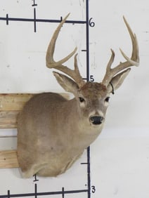 8 Pt Whitetail Sh Mt TAXIDERMY
