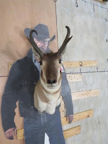 Pronghorn Sh Mt TAXIDERMY