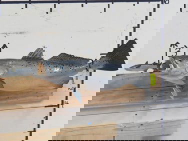 Trout Chasing a Mullet TAXIDERMY