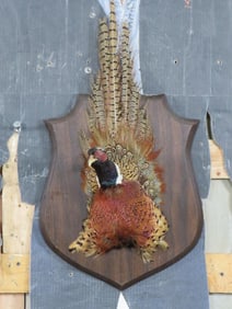 Pheasant SH Mt on Plaque TAXIDERMY