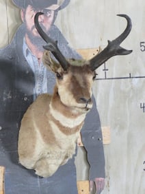 Pronghorn Sh Mt TAXIDERMY