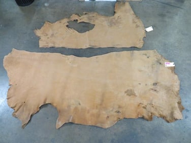 2 Pieces of Unknown Leather (Thick) Possibly Hippo (ONE$) TAXIDERMY