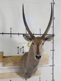 Waterbuck Sh Mt TAXIDERMY