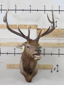 Rough Elk Sh Mt TAXIDERMY