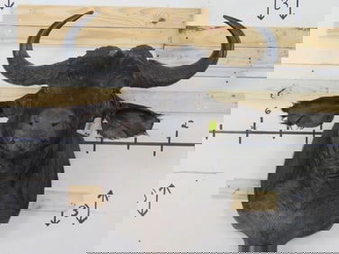 Cape Buffalo Sh Mt TAXIDERMY