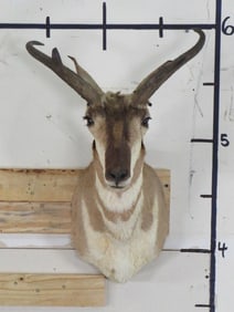Pronghorn Sh Mt TAXIDERMY