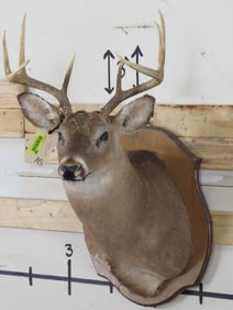 8 Pt Whitetail Sh Mt TAXIDERMY