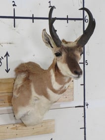 Pronghorn Sh Mt TAXIDERMY