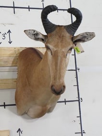 Lichtenstein's Hartebeest Sh Mt TAXIDERMY