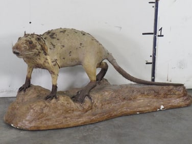 Rough Lifesize Nutria on Base TAXIDERMY