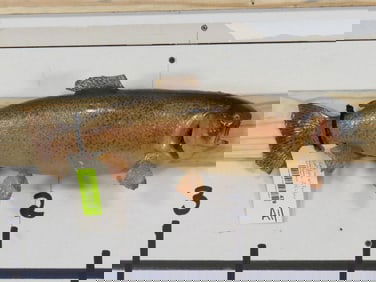 Rough Real Skin Rainbow Trout Fish Mt TAXIDERMY