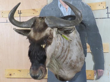 Vintage Wildebeest Sh Mt TAXIDERMY