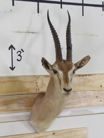 Rough Gazelle Sh Mt TAXIDERMY