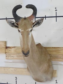 Lichtenstein Hartebeest Sh Mt TAXIDERMY
